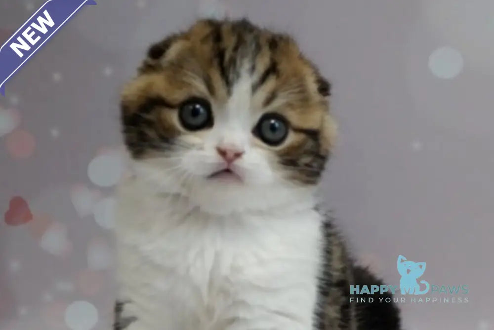 Marsel Scottish Fold male black tabby bicolour live animals
