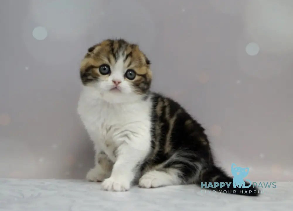 Marsel Scottish Fold male black tabby bicolour live animals