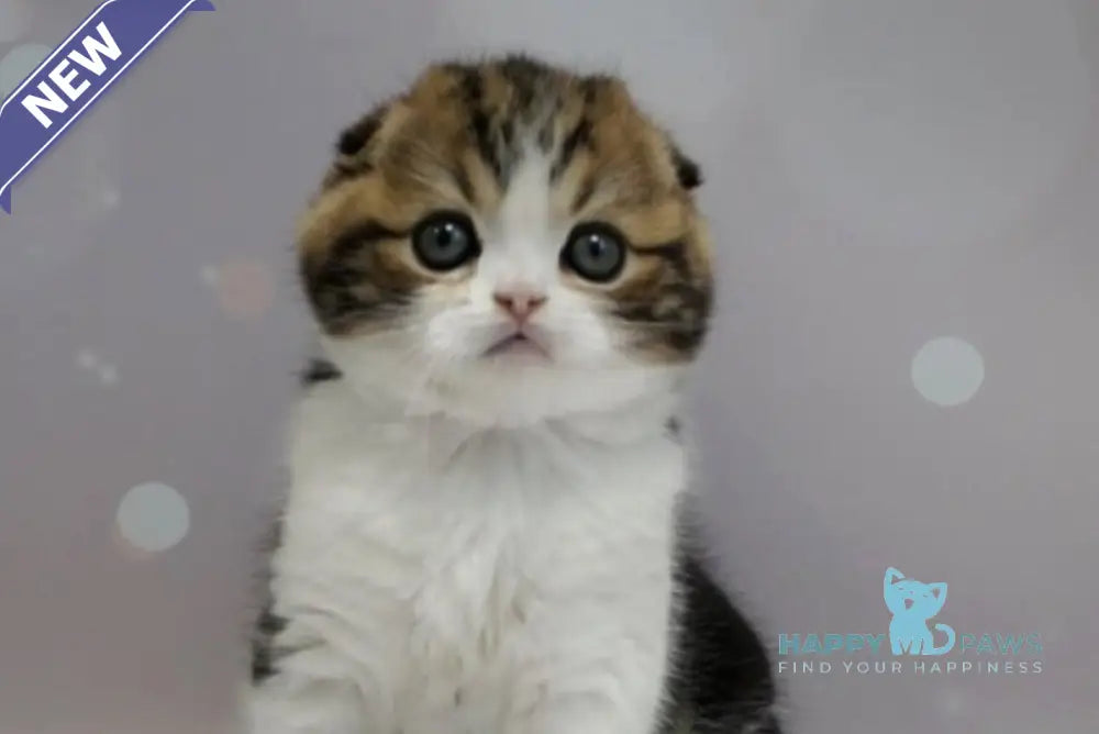 Marsel Scottish Fold male black tabby bicolour live animals