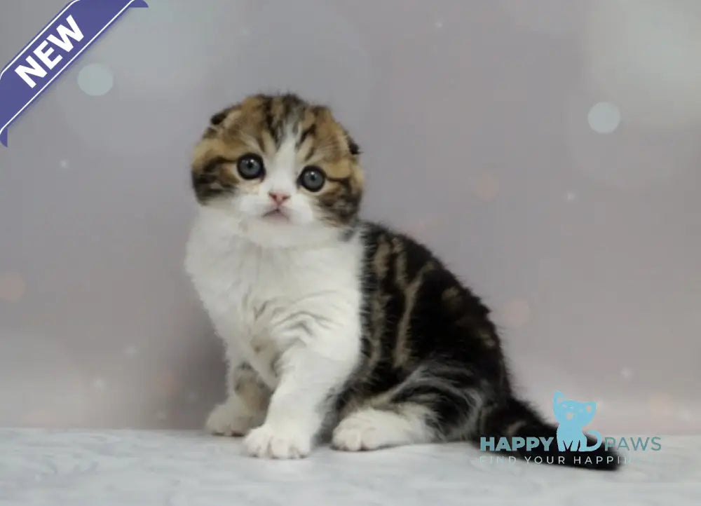 Marsel Scottish Fold male black tabby bicolour live animals