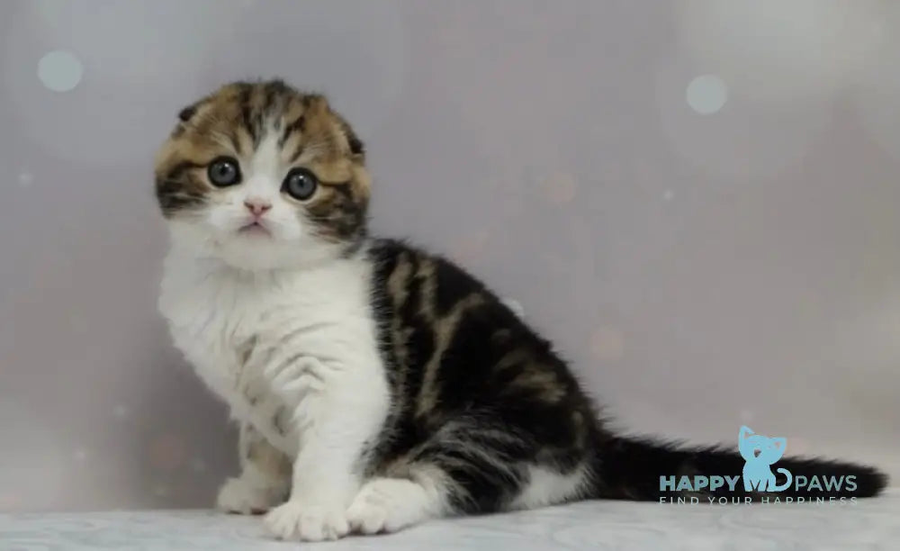 Marsel Scottish Fold male black tabby bicolour live animals