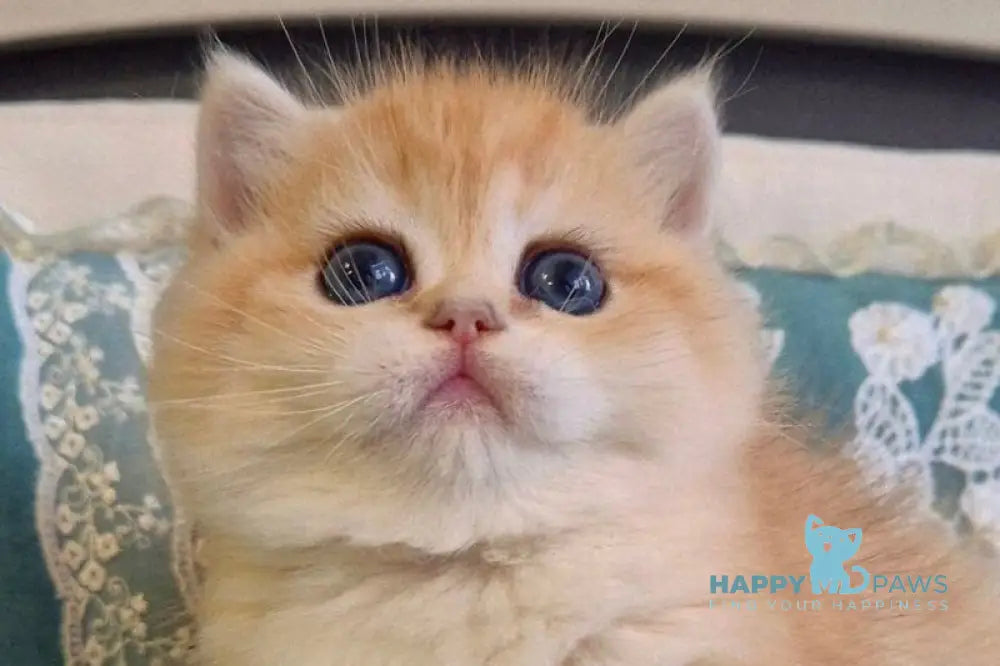 Marsel Scottish Straight male black golden chinchilla live animals