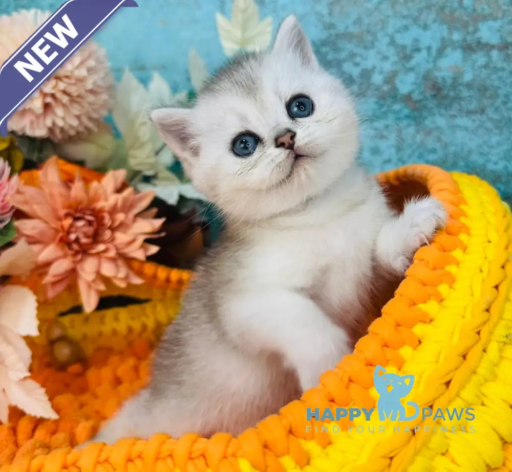 Marsel Scottish Straight male black silver shaded live animals