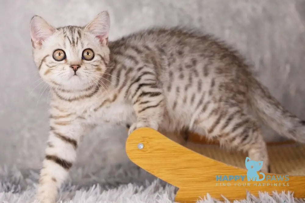 Marsel Scottish Straight male black silver spotted tabby live animals