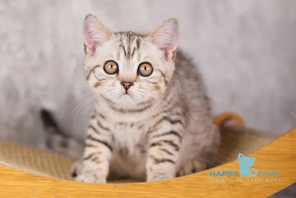 Marsel Scottish Straight male black silver spotted tabby live animals