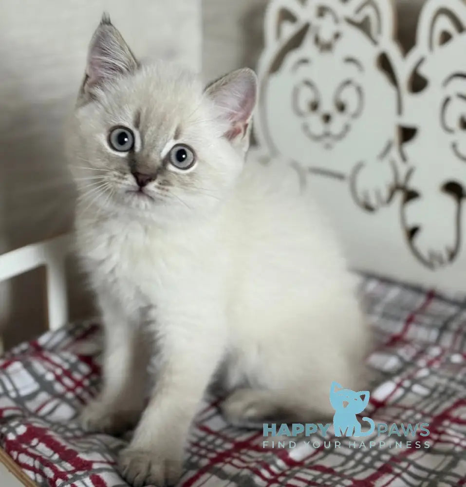 Marsel Scottish Straight male blue ticked tabby pointed live animals