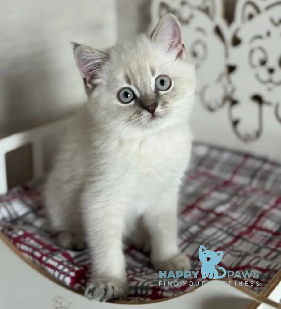 Marsel Scottish Straight male blue ticked tabby pointed live animals