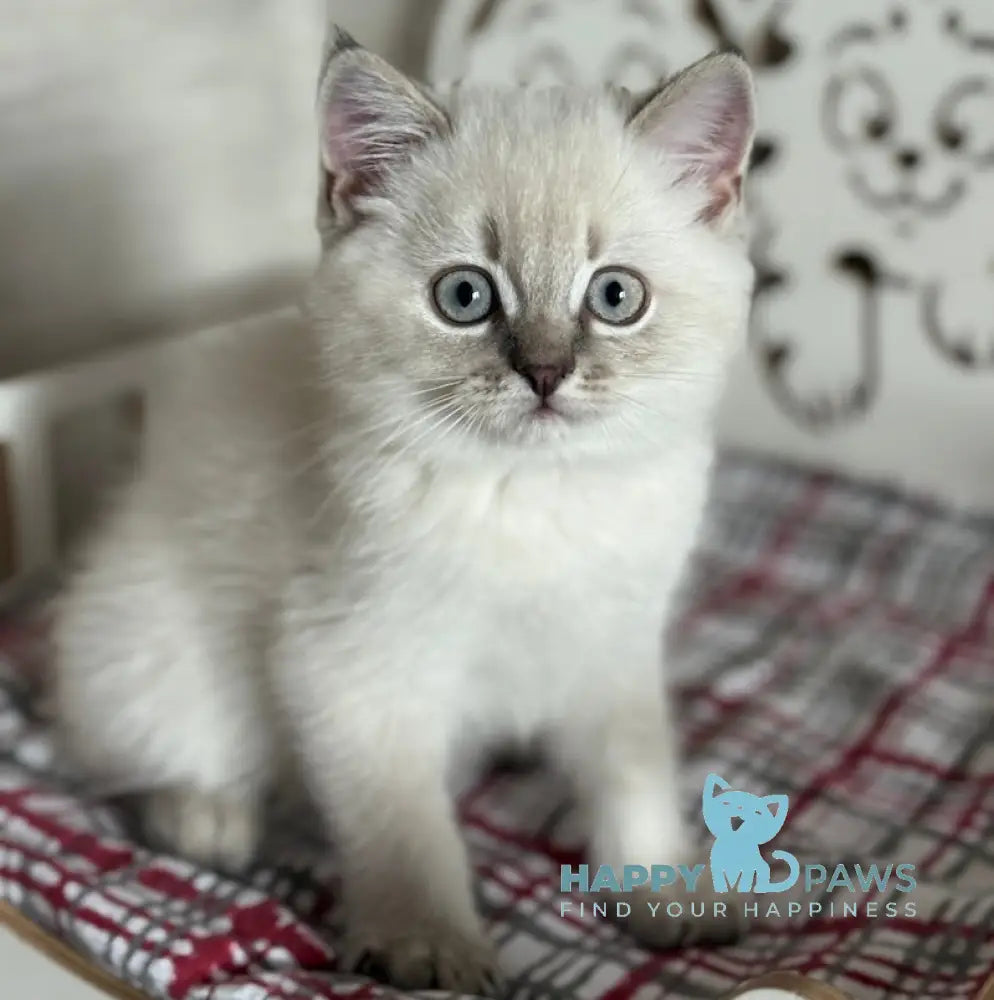 Marsel Scottish Straight male blue ticked tabby pointed live animals