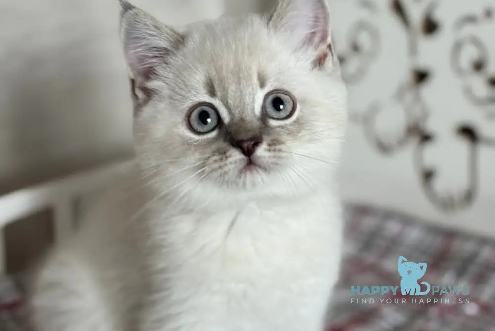 Marsel Scottish Straight male blue ticked tabby pointed live animals