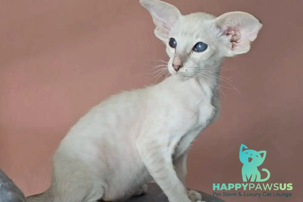 Marsha Siamese female lilac - live animals