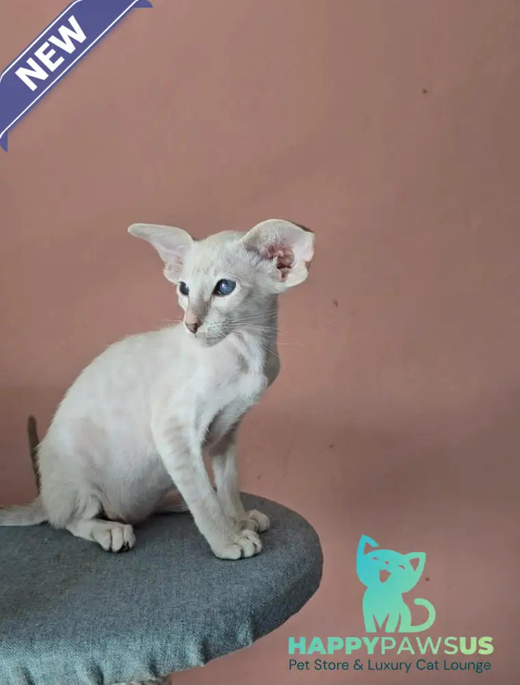 Marsha Siamese female lilac - live animals