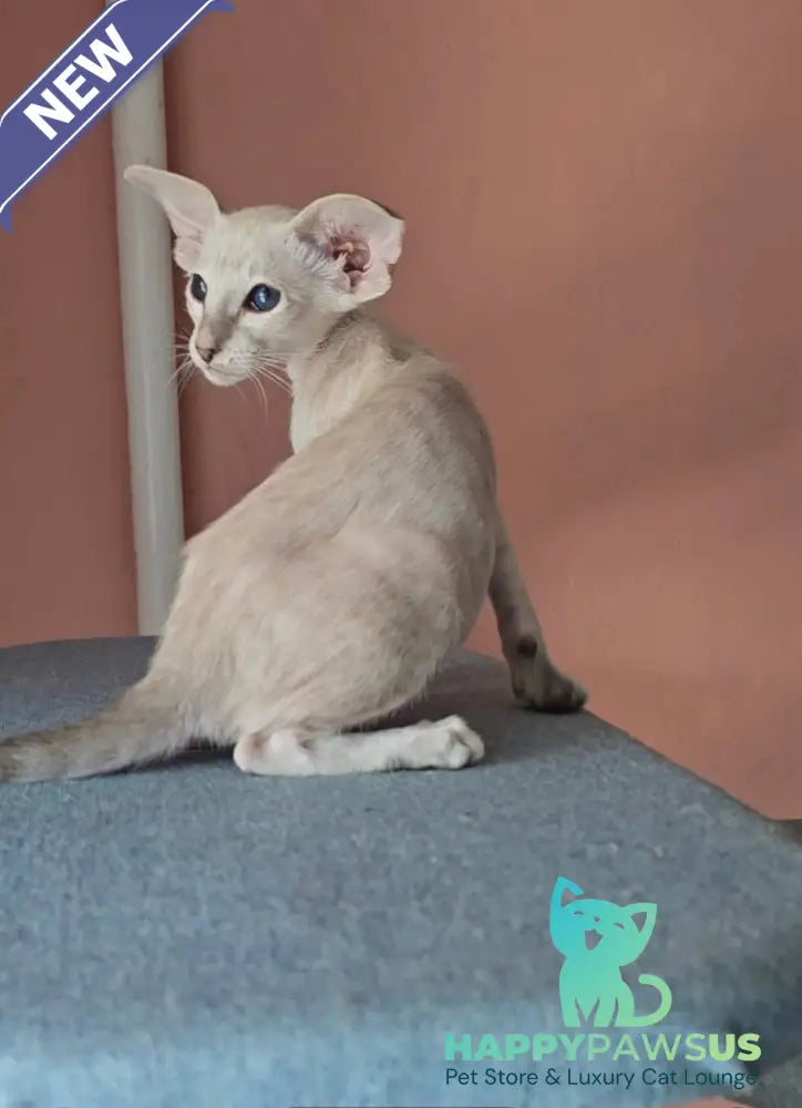 Marsha Siamese female lilac - live animals
