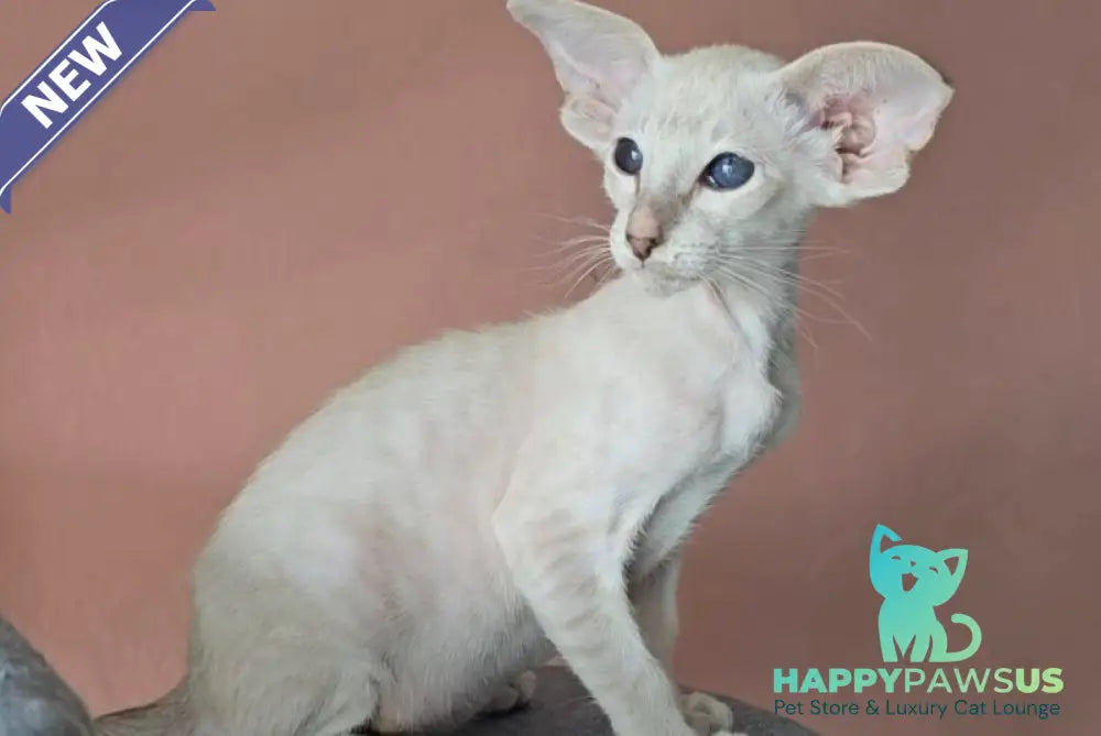 Marsha Siamese female lilac - live animals