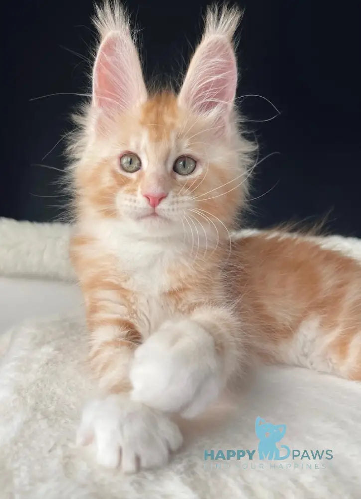 Leo Maine Coon male red silver with white live animals