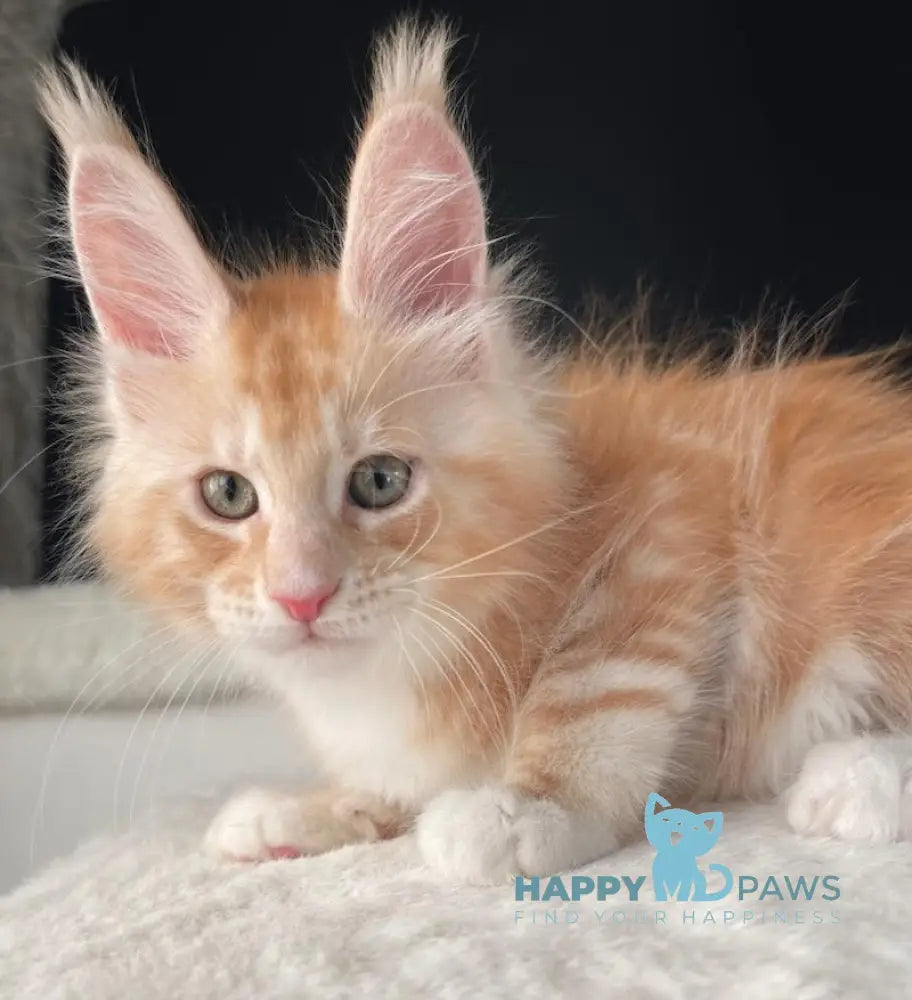 Leo Maine Coon male red silver with white live animals