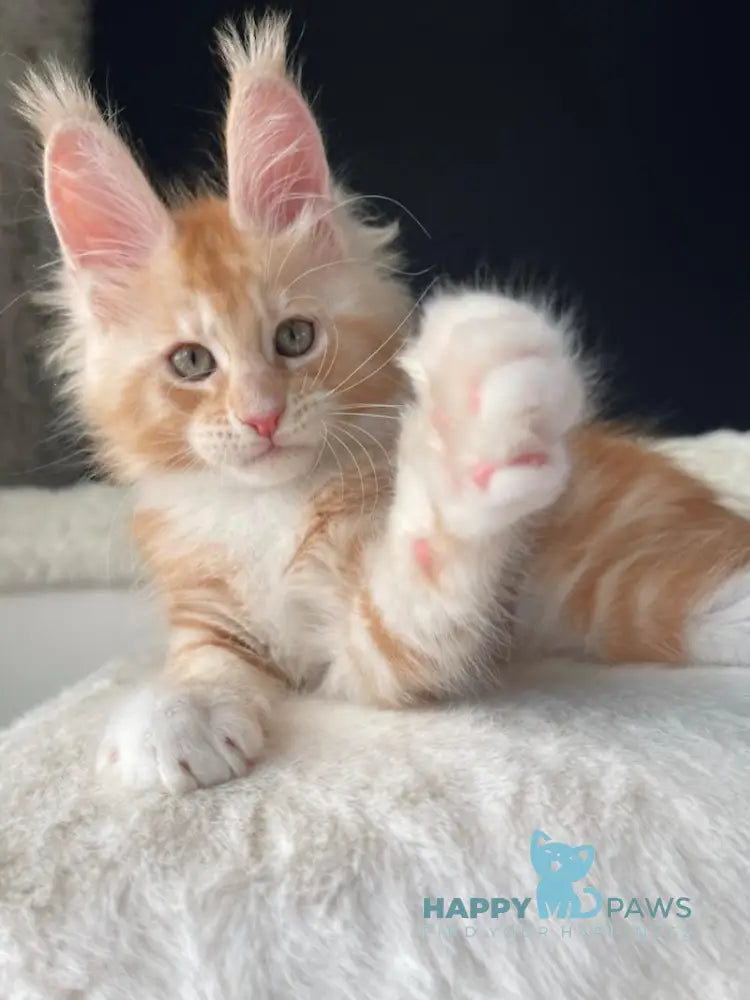 Leo Maine Coon male red silver with white live animals