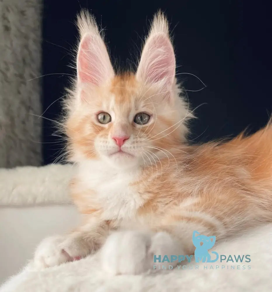 Leo Maine Coon male red silver with white live animals