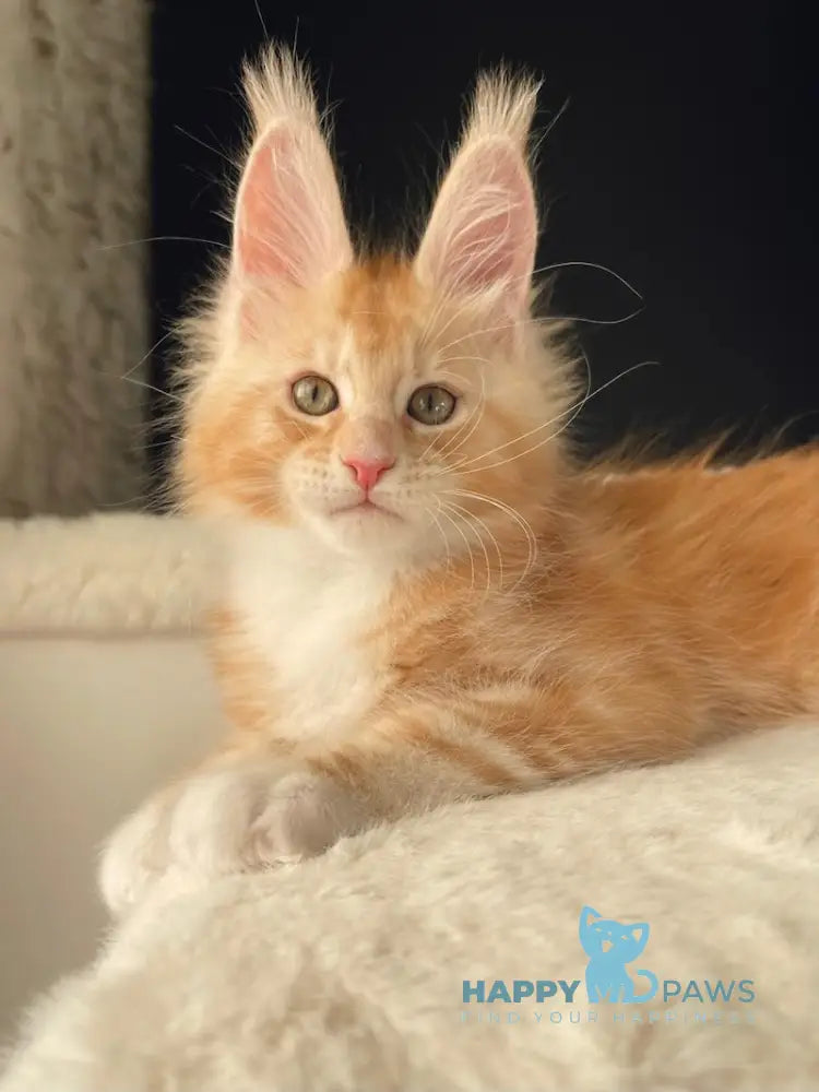 Leo Maine Coon male red silver with white live animals