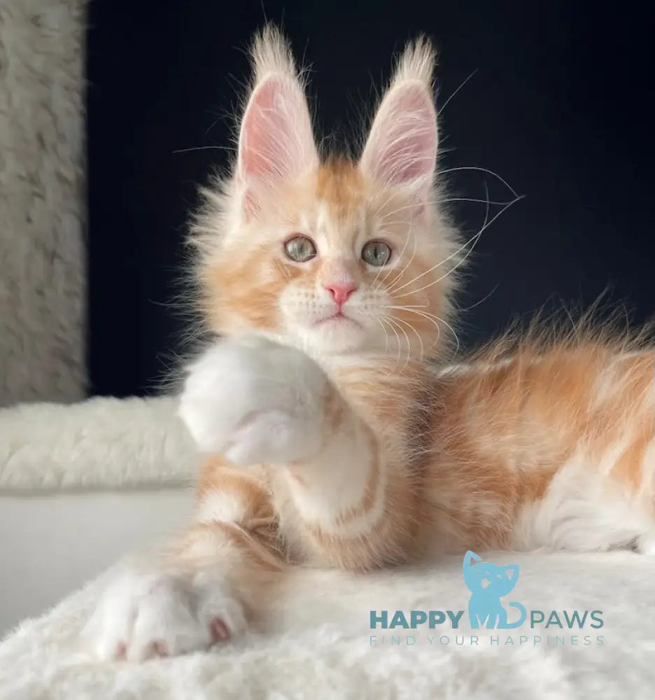 Leo Maine Coon male red silver with white live animals