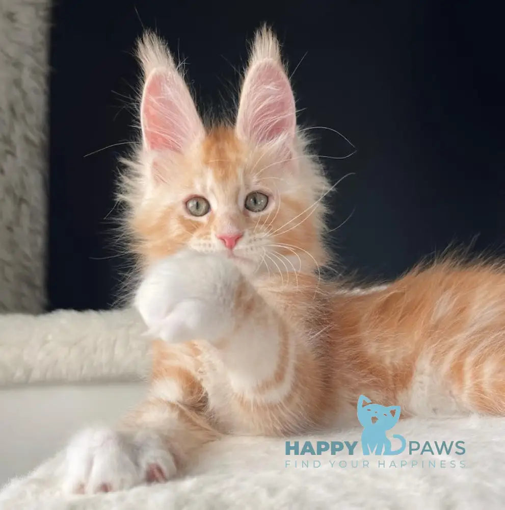 Leo Maine Coon male red silver with white live animals