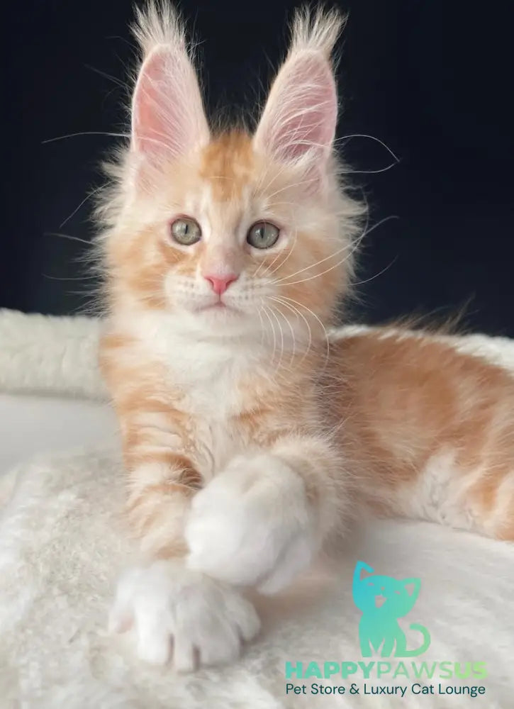 Leo Maine Coon male red silver with white live animals