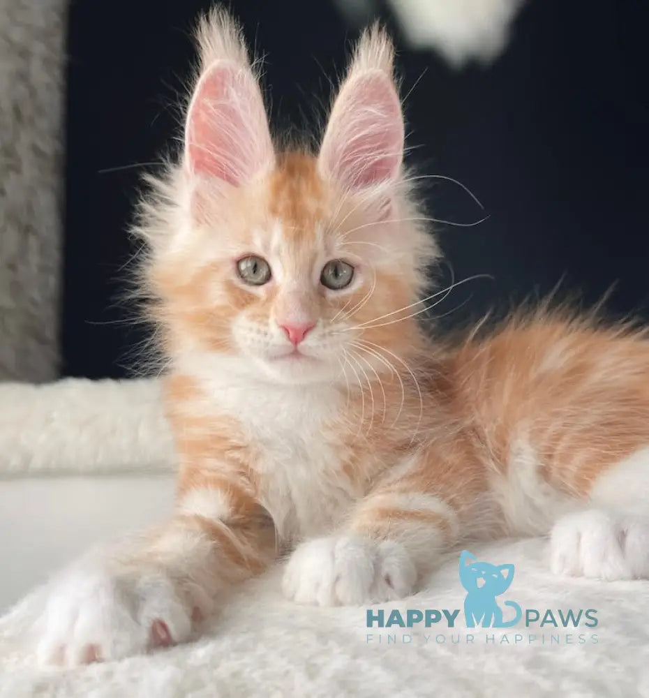 Leo Maine Coon male red silver with white live animals