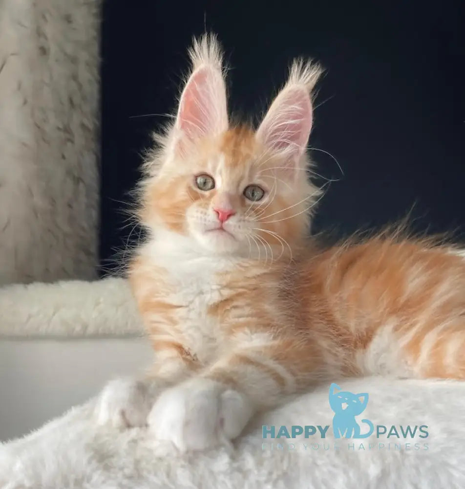 Leo Maine Coon male red silver with white live animals