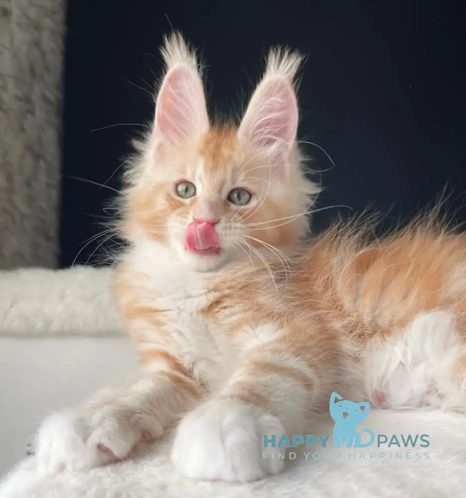 Leo Maine Coon male red silver with white live animals