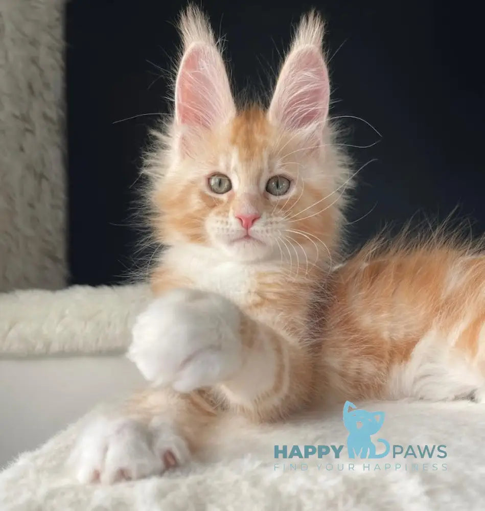 Leo Maine Coon male red silver with white live animals