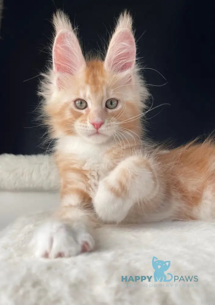 Leo Maine Coon male red silver with white live animals