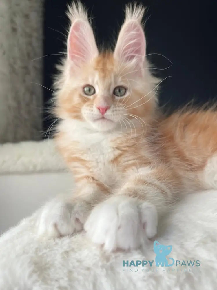 Leo Maine Coon male red silver with white live animals