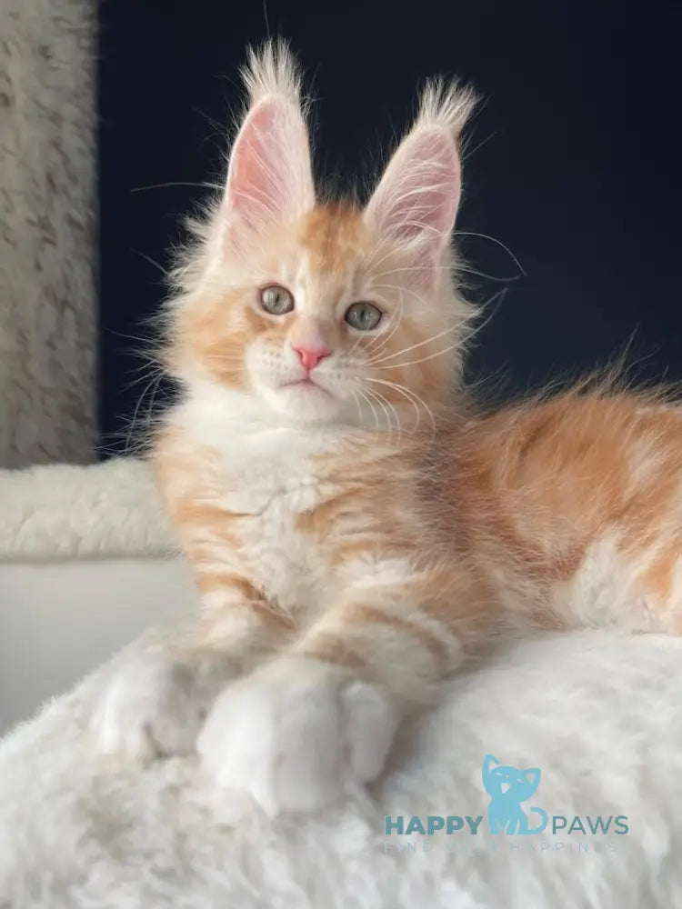 Leo Maine Coon male red silver with white live animals
