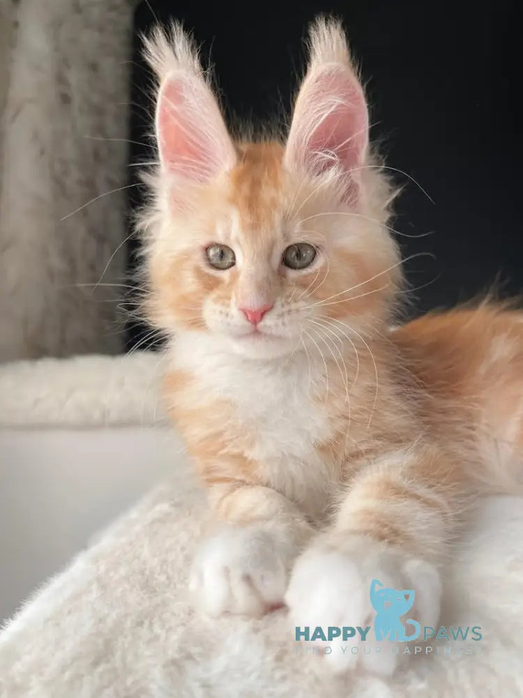 Leo Maine Coon male red silver with white live animals