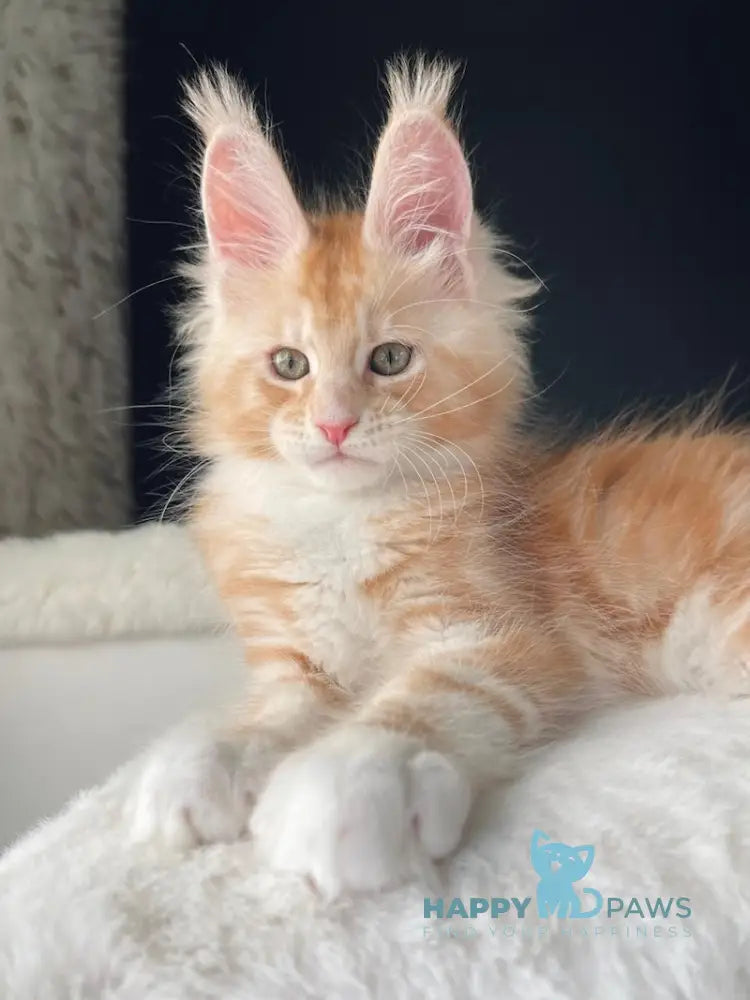 Leo Maine Coon male red silver with white live animals