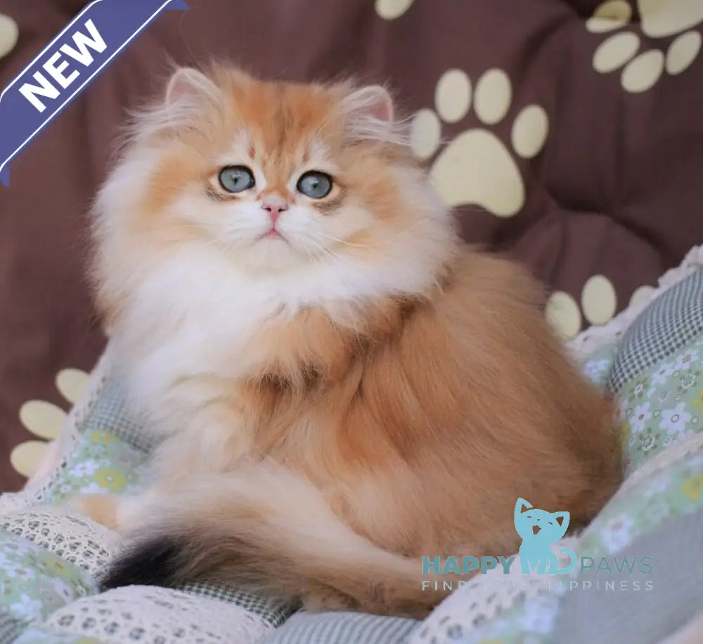 Marshall British Longhair male black golden chinchilla live animals