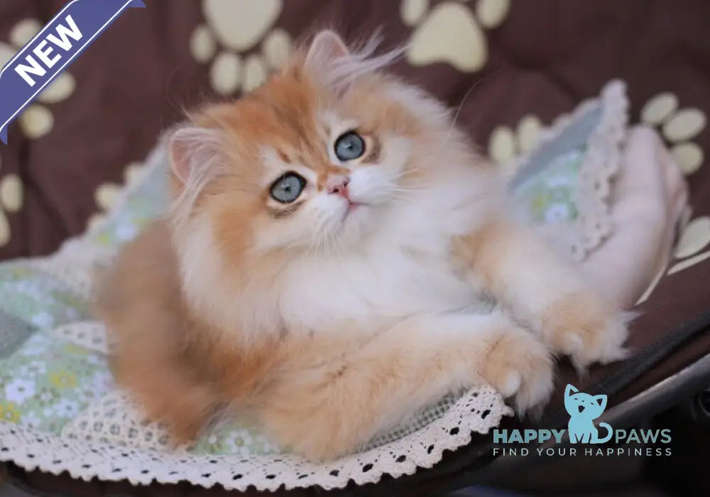Marshall British Longhair male black golden chinchilla live animals