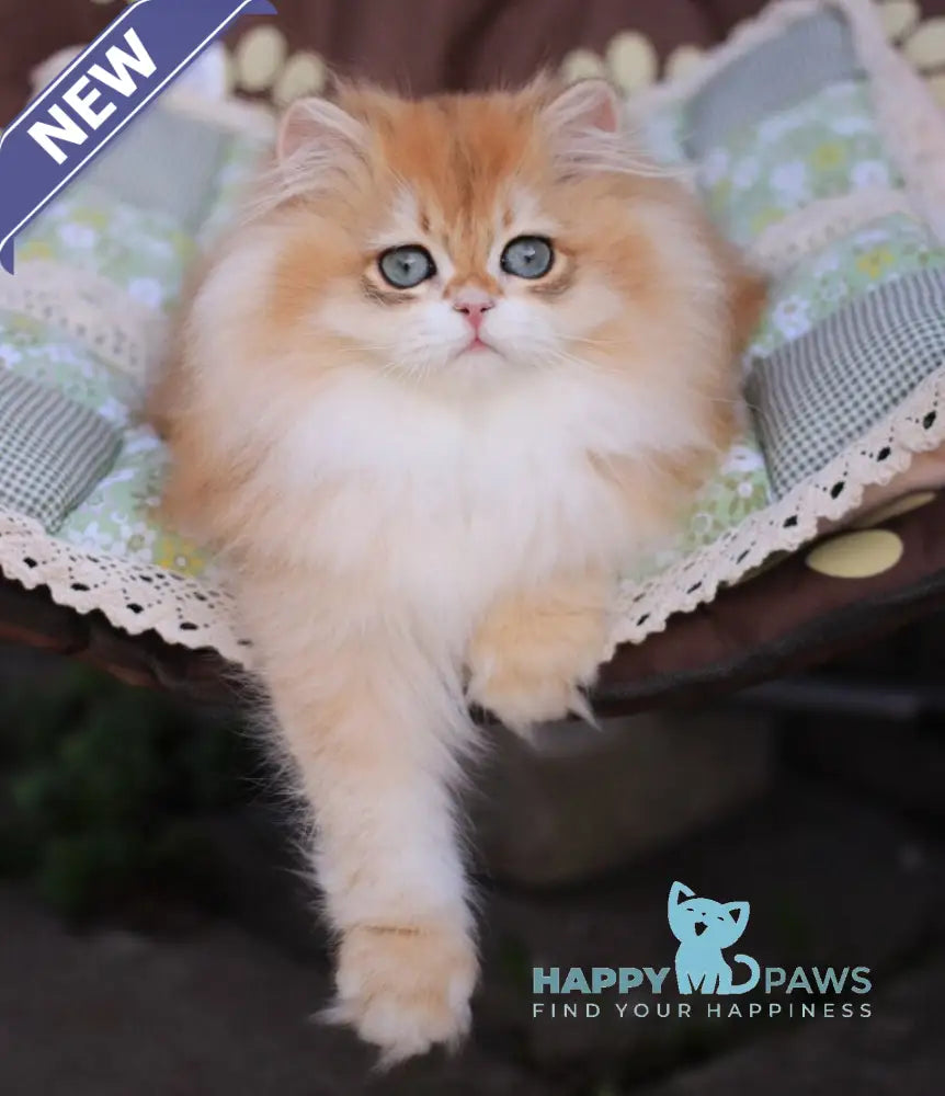 Marshall British Longhair male black golden chinchilla live animals