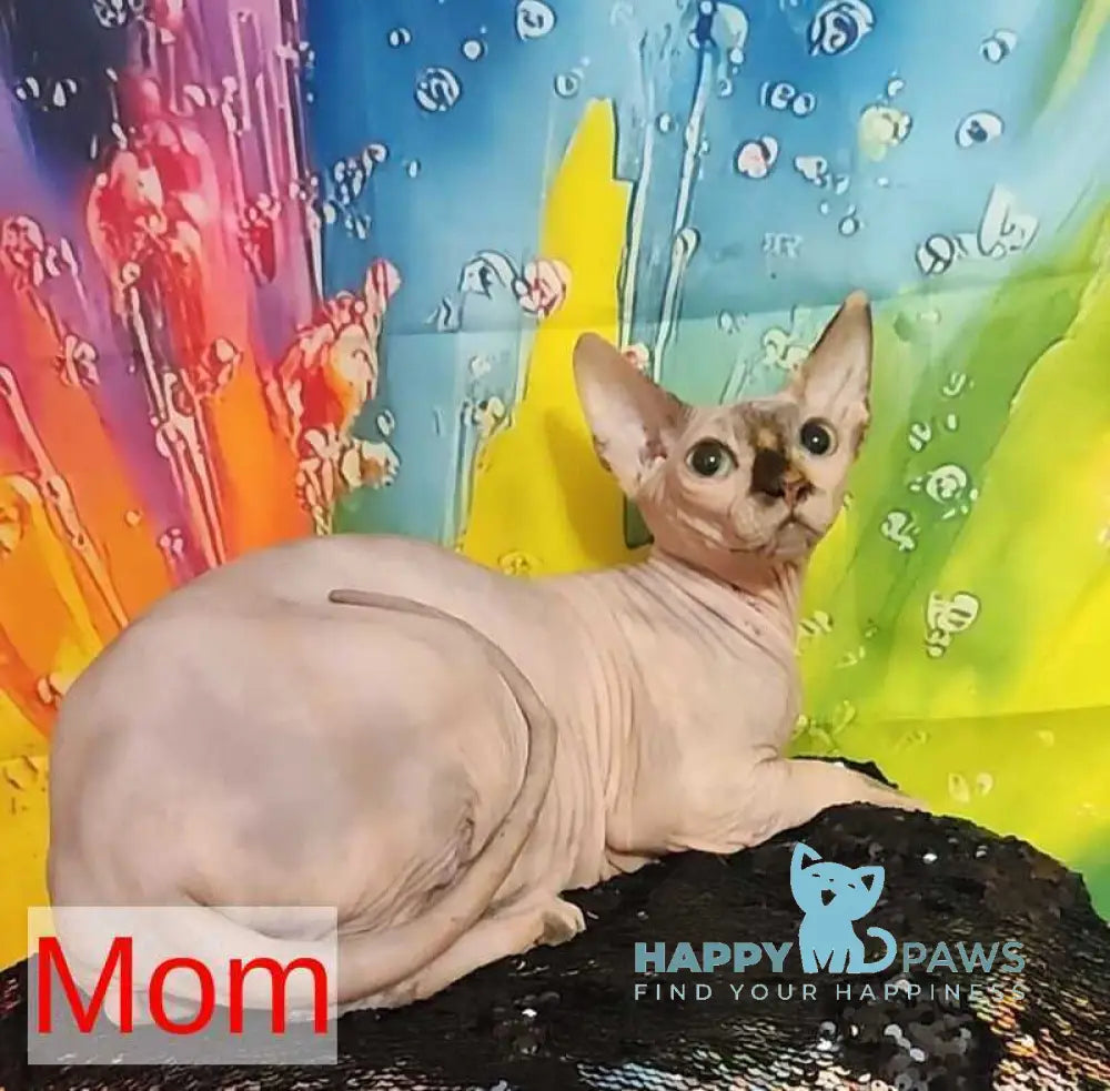 Marshall Canadian Sphynx male blue live animals