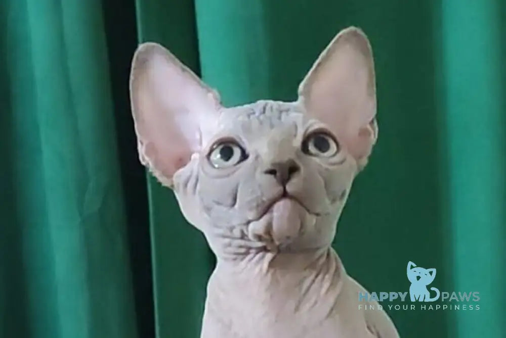 Marshall Canadian Sphynx male blue live animals