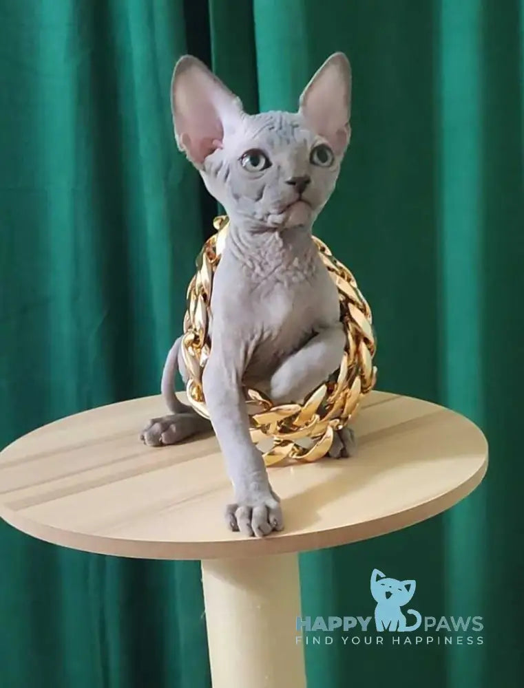 Marshall Canadian Sphynx male blue live animals