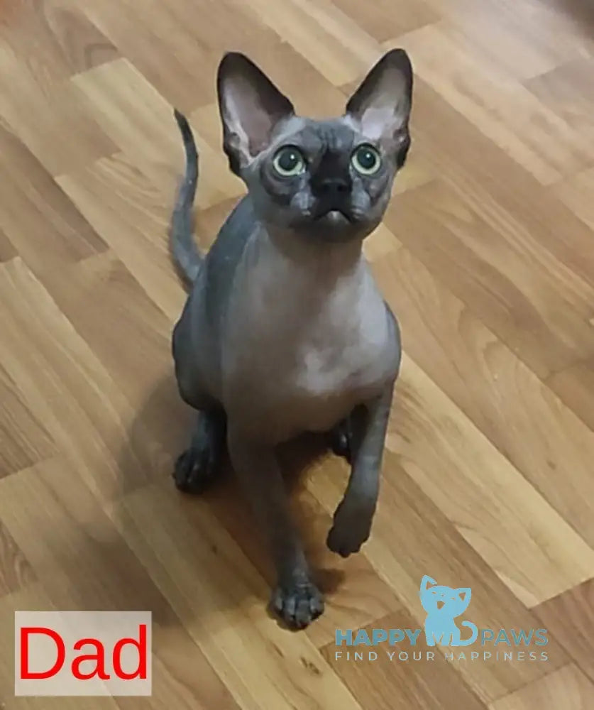 Marshall Canadian Sphynx male blue live animals
