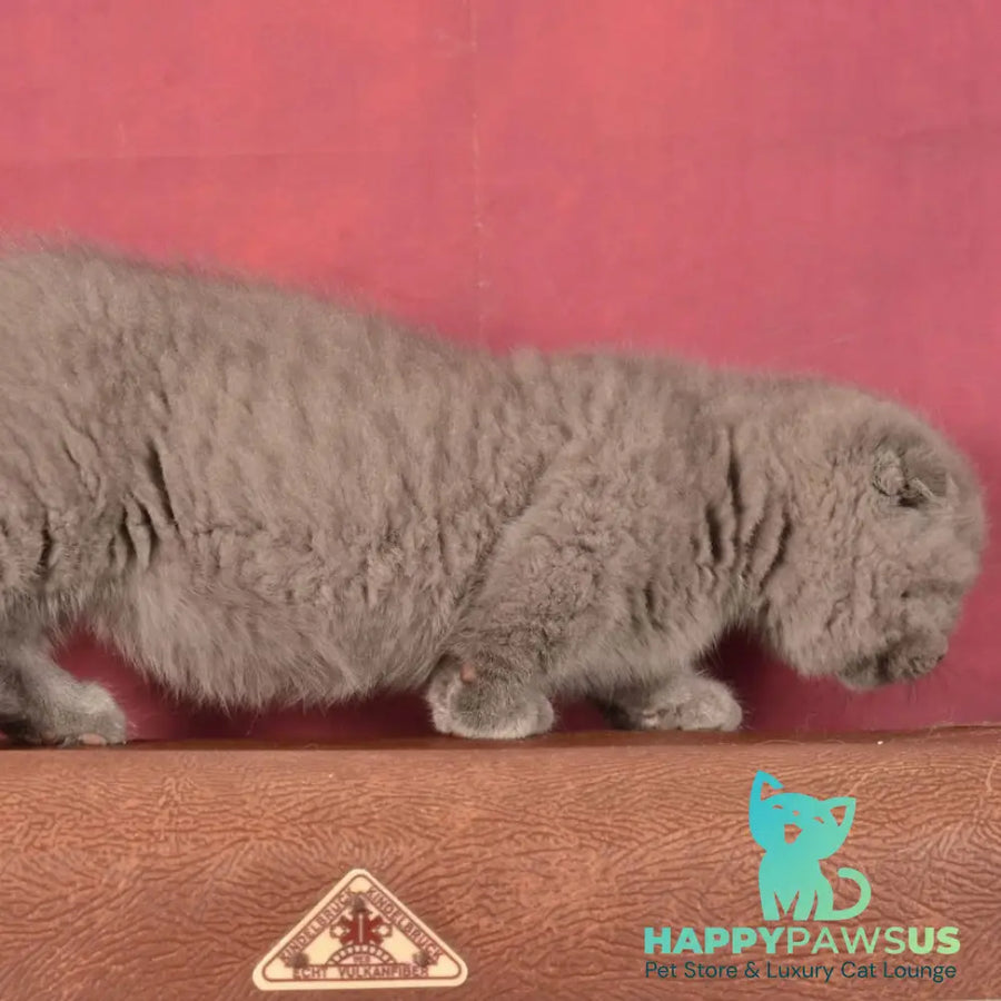 Marshmellow Munchkin male blue - live animals