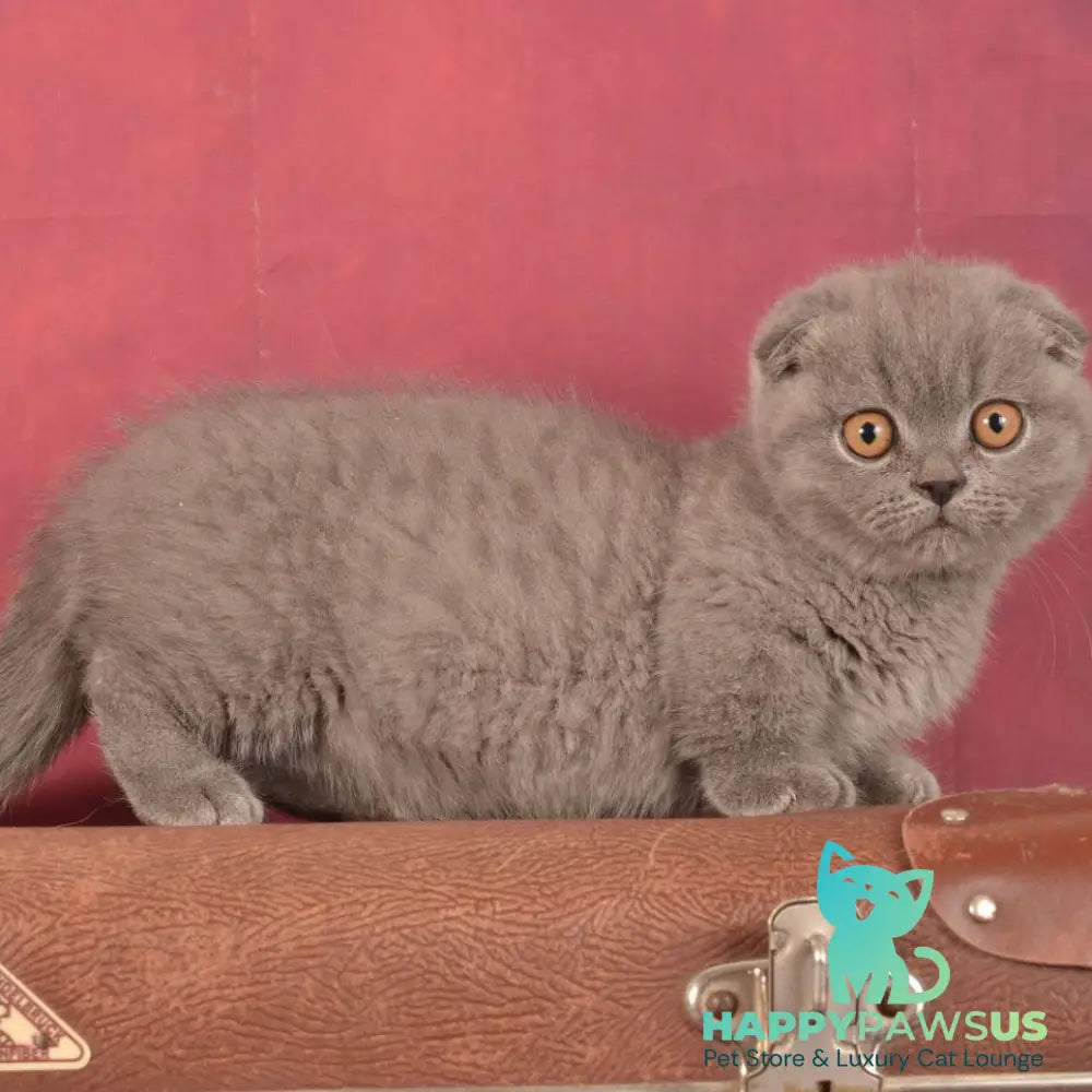 Marshmellow Munchkin male blue - live animals