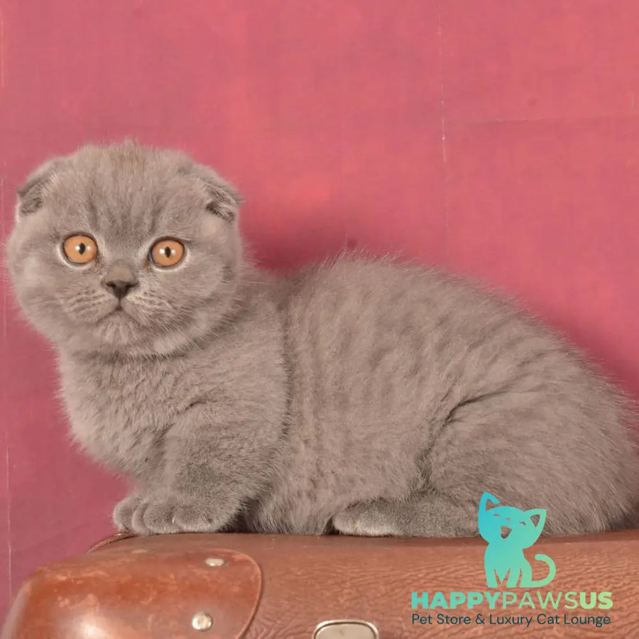 Marshmellow Munchkin male blue - live animals