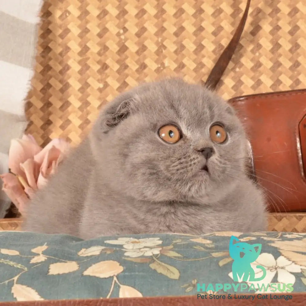Marshmellow Munchkin male blue - live animals