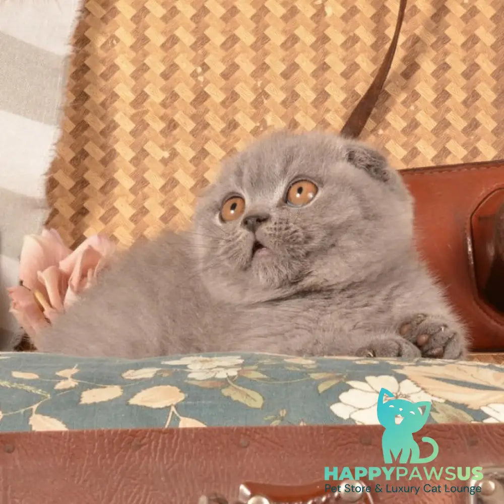Marshmellow Munchkin male blue - live animals