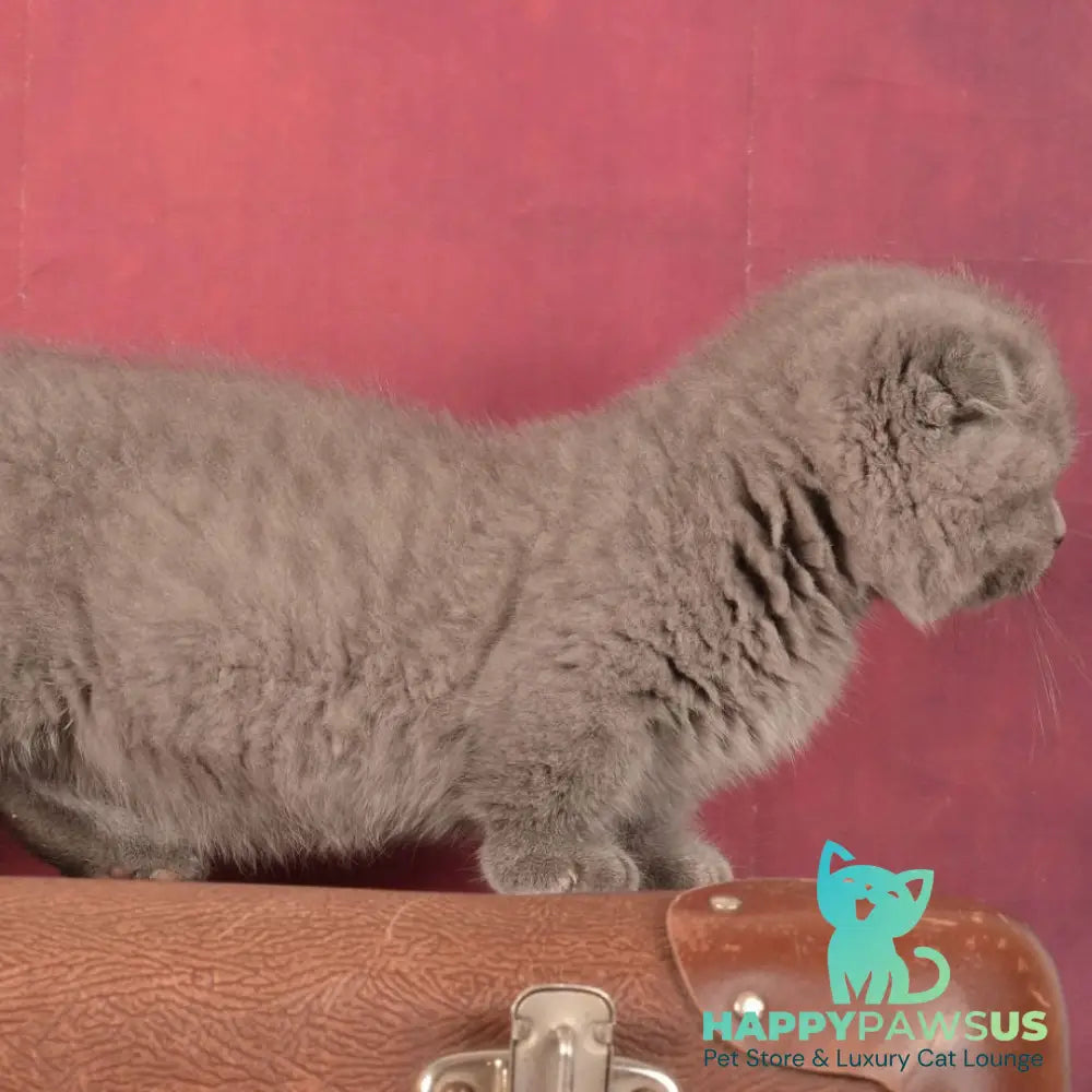 Marshmellow Munchkin male blue - live animals