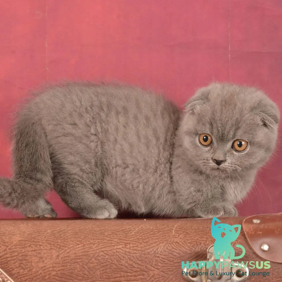 Marshmellow Munchkin male blue - live animals