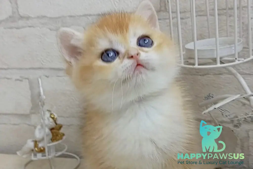 Marsi British Shorthair male black golden chinchilla - live animals