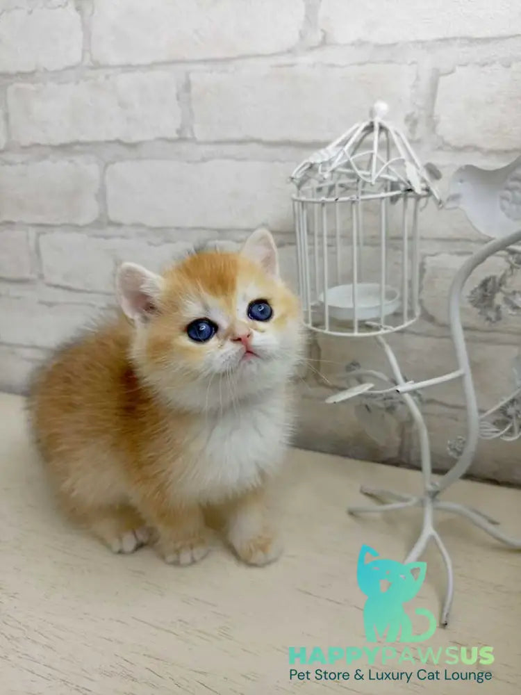 Marsi British Shorthair male black golden chinchilla - live animals